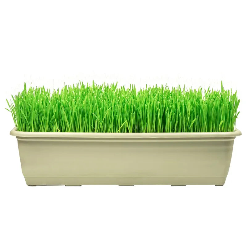 EverGreen™ TurfMaster Cold & Drought Resistant Lawn Seed