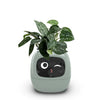 🌱 The Smart Planter That Brings Your Plants to Life! 🌿✨